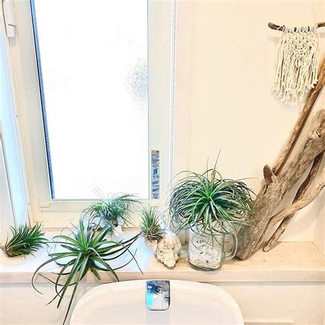 浴室 観葉植物 風水